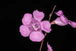 Scaleleaf false foxglove